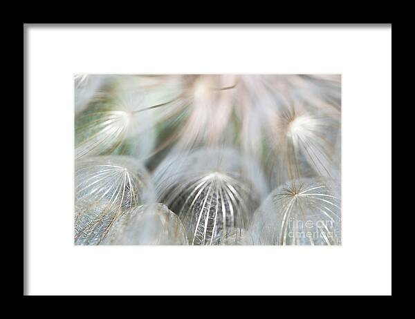 Wildflowers Framed Print featuring the photograph Silver Fire by Gwen Gibson