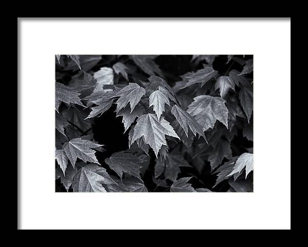 Maple Leaves Framed Print featuring the photograph Silver Maple by Dan Hefle