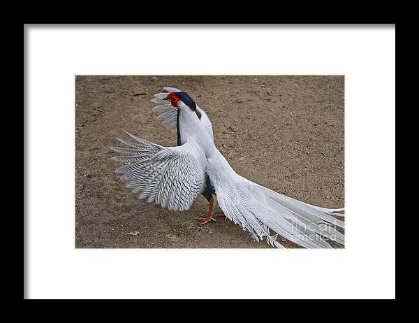 Silver Pheasant Framed Print featuring the photograph Silver Pheasant by Anthony Mercieca