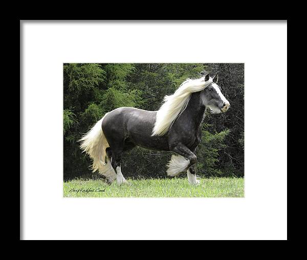 Equine Framed Print featuring the photograph Silver Reign by Terry Kirkland Cook