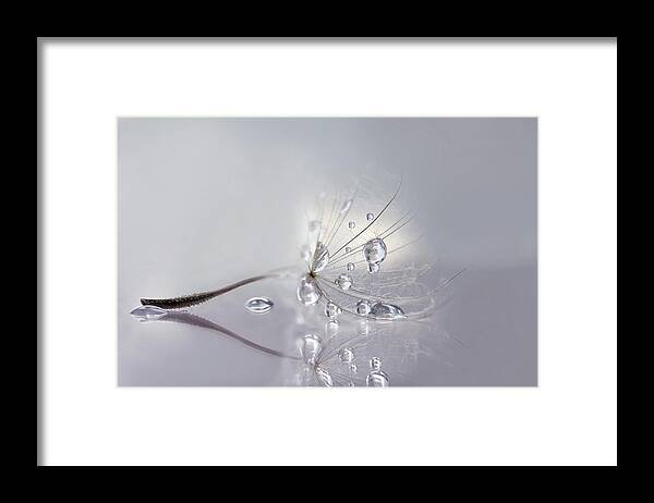 Dandelion Framed Print featuring the photograph Silver by Rina Barbieri
