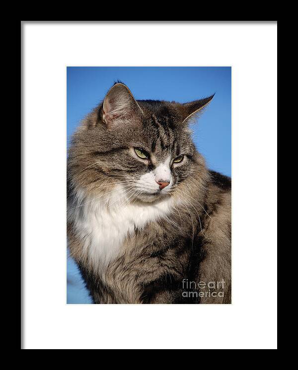 Cat Framed Print featuring the photograph Silver tabby cat by David Fowler