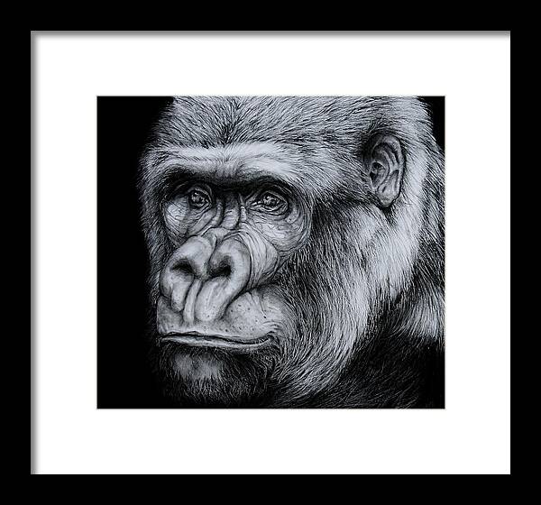 Gorilla Framed Print featuring the drawing Silverback - A Drawing by Jean Cormier