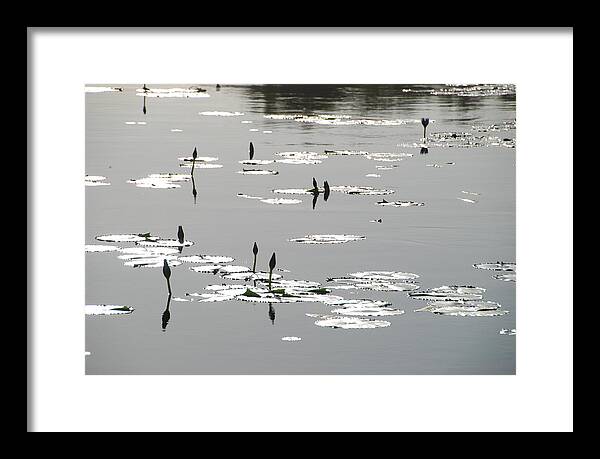 Australian Framed Print featuring the photograph Silvery Lotus 2 by Ankya Klay