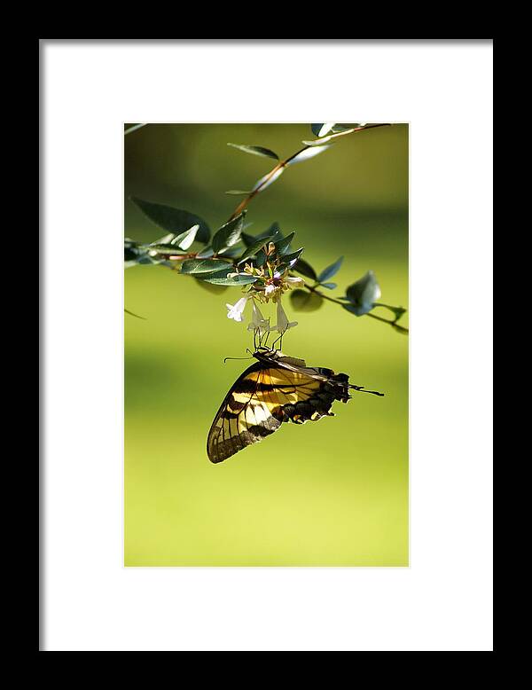 Butterfly Framed Print featuring the photograph Simple Elegance by Jean Goodwin Brooks