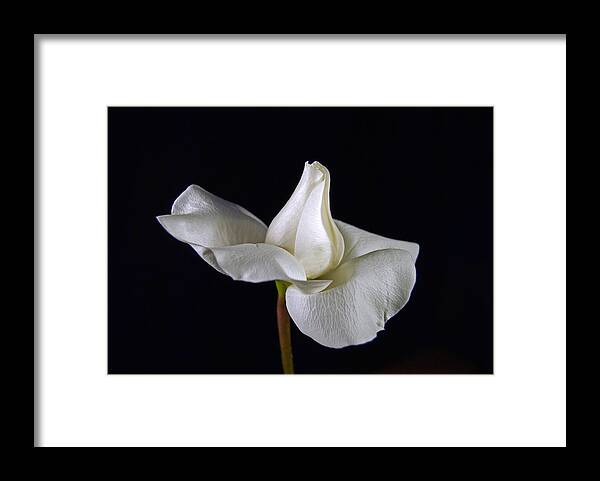 Rose Framed Print featuring the photograph Simple in White by Elsa Santoro