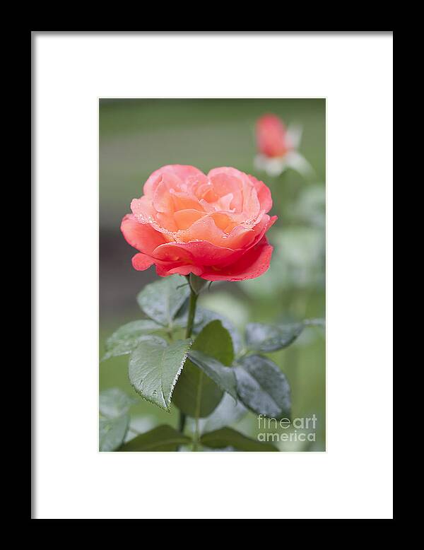 Rose Framed Print featuring the photograph Simplicity by Patty Colabuono