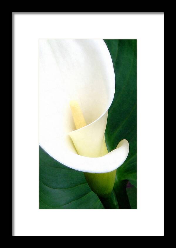 Calla Lily Framed Print featuring the photograph Simply Calla Lily by Angelina Tamez