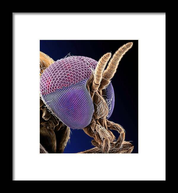 Anatomy Framed Print featuring the photograph Simulian Blackfly by Natural History Museum, London