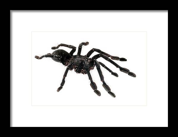 Lampropelma Violaceopes Framed Print featuring the photograph Singapore Blue Tarantula by Alex Hyde