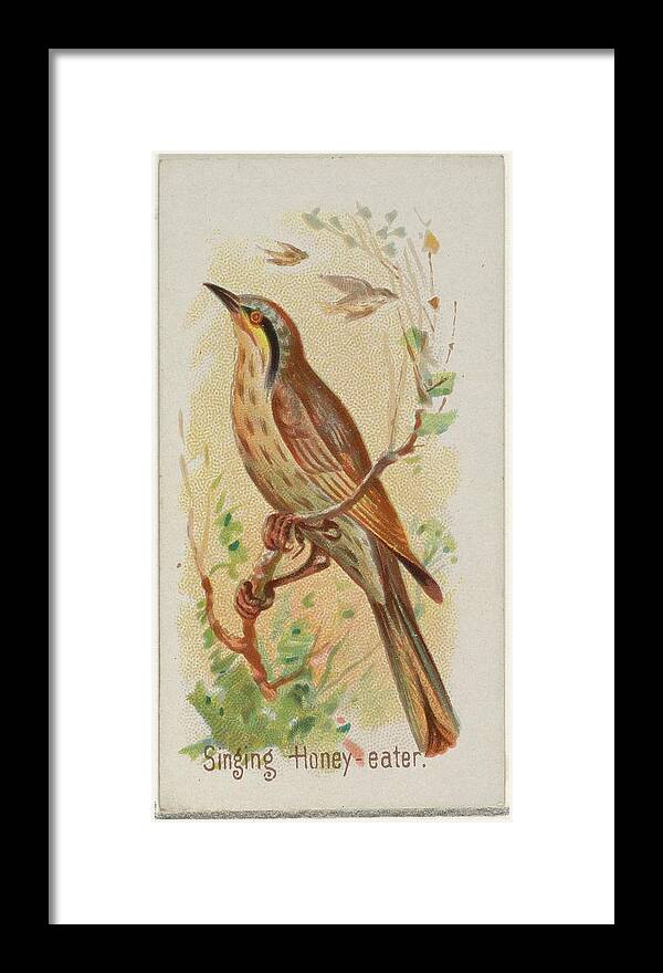 Allen & Ginter Framed Print featuring the drawing Singing Honey-eater, From The Song by Allen & Ginter