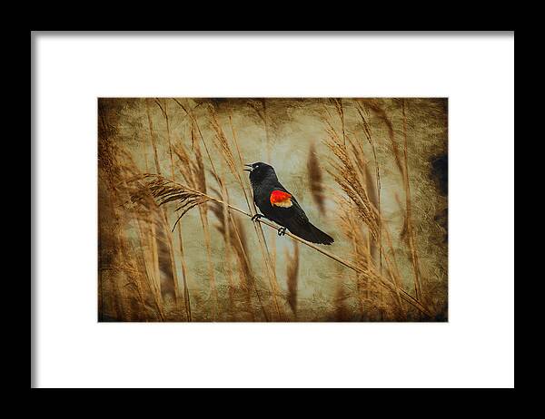 Red Wing Blackbird Framed Print featuring the photograph Singing Red Wing by Cathy Kovarik
