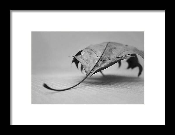 Kelly Framed Print featuring the photograph Single Leave in Black and White 2 by Kelly Hazel