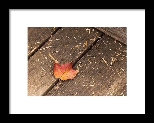 Maple Framed Print featuring the photograph Single Maple Leaf by Photographic Arts And Design Studio