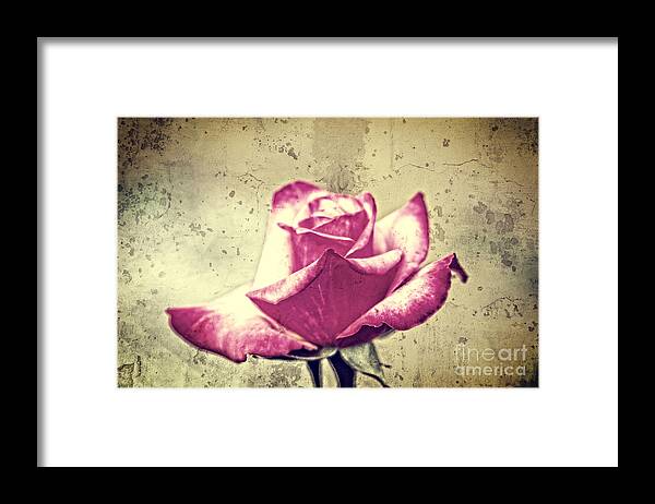 Rose Framed Print featuring the photograph Single Red and White Rose with Vintage Concrete Background by Beverly Claire Kaiya
