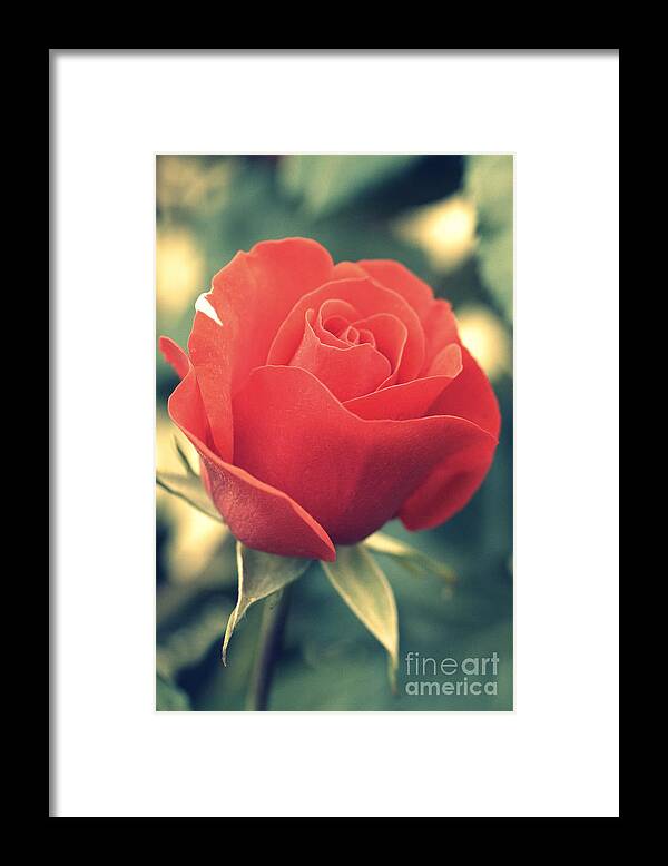 Gift Framed Print featuring the photograph Single red Rose by Amanda Mohler