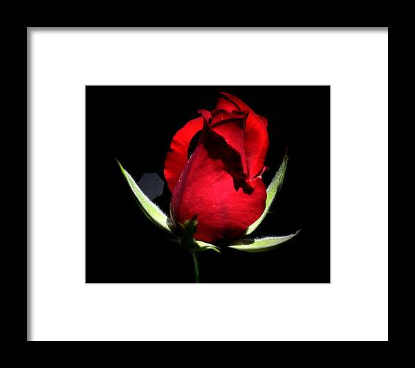 Red Rose Framed Print featuring the photograph Single Red Rose by Camille Lopez