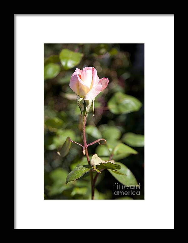 Pink Photographs Framed Print featuring the photograph Single Rose by David Millenheft