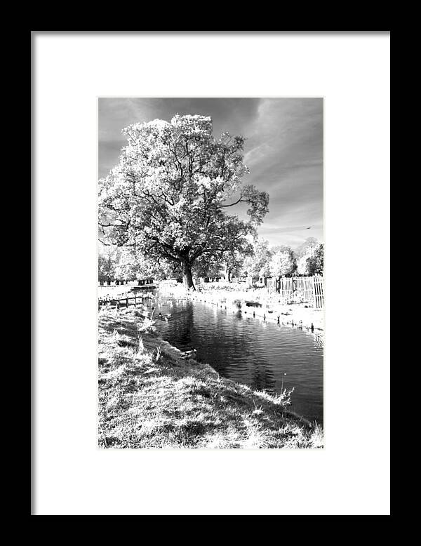 Greeting Card Framed Print featuring the photograph Single Tree Aginst the Sun by Maj Seda