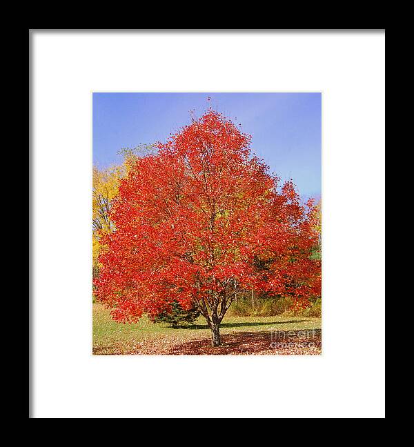 Single Tree Framed Print featuring the photograph Single Tree by Eunice Miller