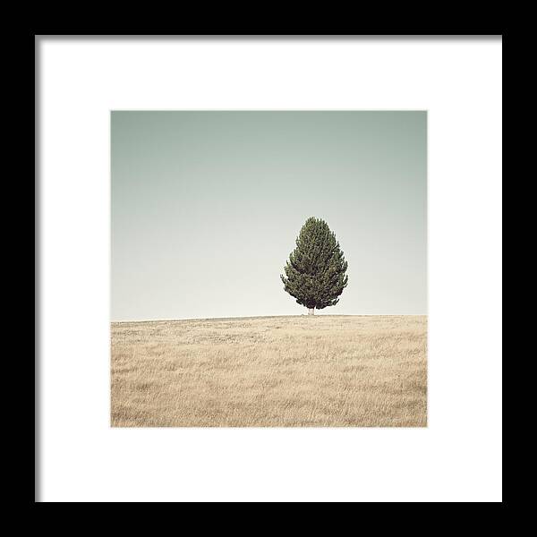 Tranquility Framed Print featuring the photograph Single Tree On The Canterbury Plains by Paul Simon Wheeler Photography