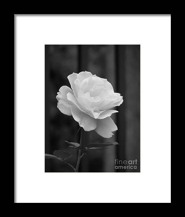 Rose Framed Print featuring the photograph Single White Rose by Chad and Stacey Hall