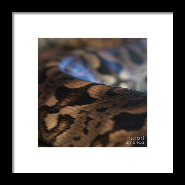 Snake Framed Print featuring the photograph Sinti Hilha - 2 by Linda Shafer
