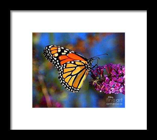 Sipping Framed Print featuring the photograph Sipping Monarch by Patrick Witz