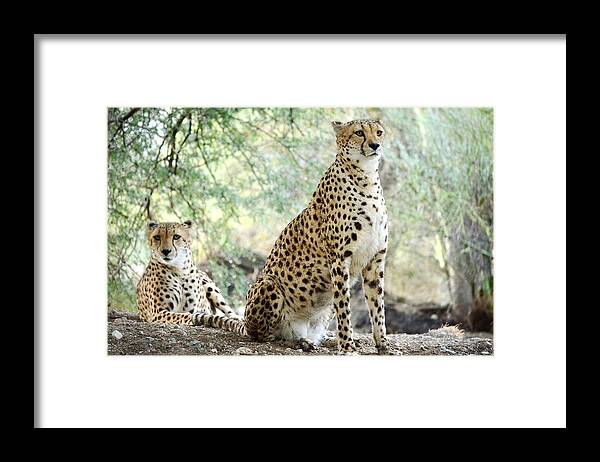 Cheetahs Framed Print featuring the photograph Sister Act 2 by Fraida Gutovich