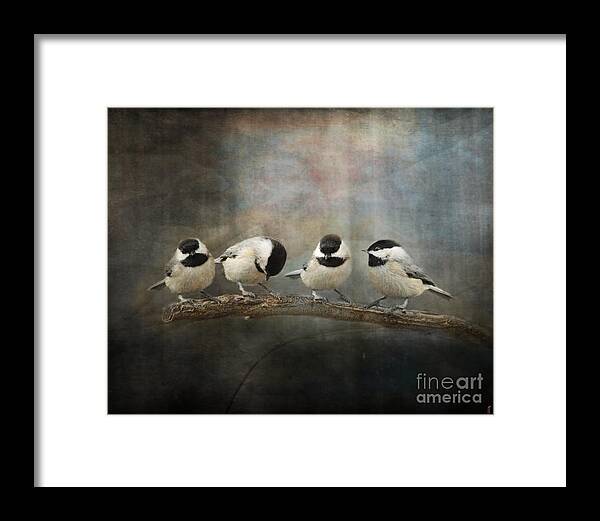 Black Capped Chickadee Framed Print featuring the photograph Sisterhood by Jai Johnson