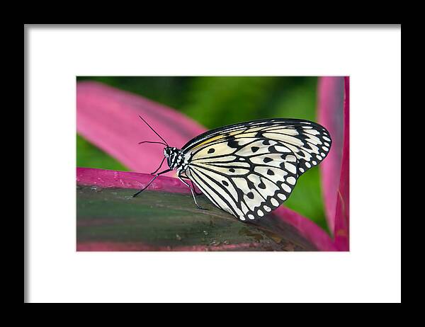 Butterfly Framed Print featuring the photograph Sitting Pretty by Barbara Manis