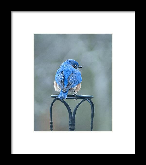 Bird Framed Print featuring the photograph Sitting Pretty by Carol Erikson