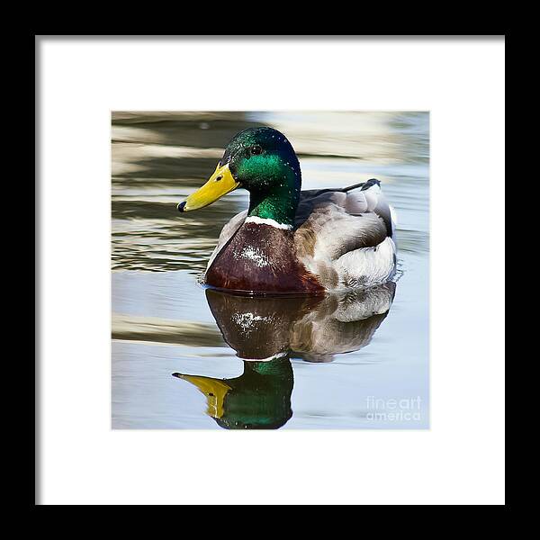 Duck Framed Print featuring the photograph Sitting Pretty by Nikki Vig
