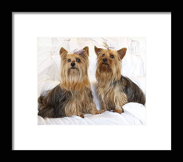 Dogs Framed Print featuring the photograph Sitting Pretty by Suanne Forster