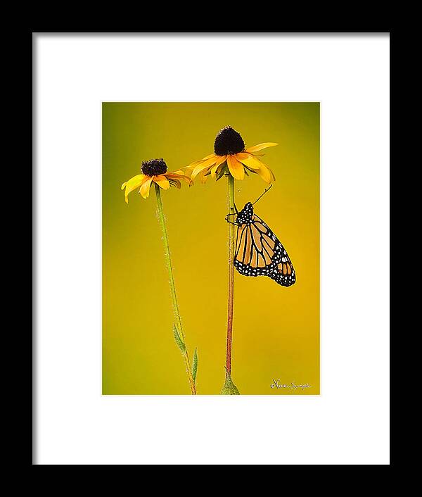 Monarch Framed Print featuring the photograph Sitting Pretty by Vickie Szumigala