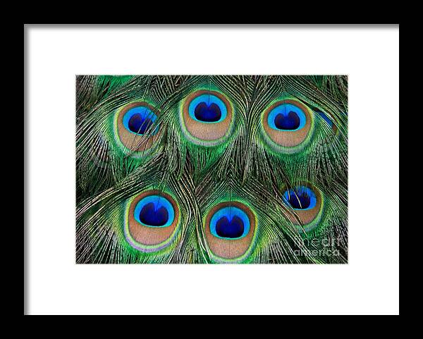 Peacock Framed Print featuring the photograph Six Eyes by Sabrina L Ryan