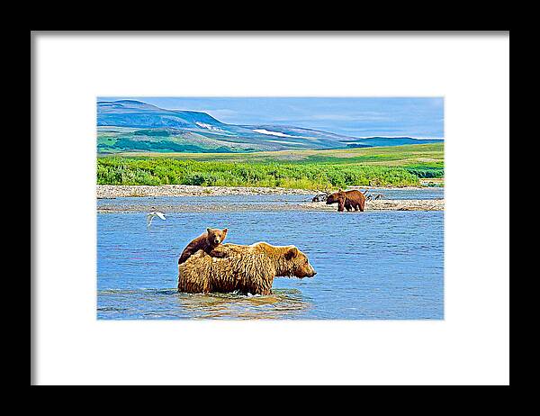 Six-month-old Grizzly Bear Cub Riding On Mom's Back To Cross Moraine River In Katmai National Preserve Framed Print featuring the photograph Six-month-old Cub Riding on Mom's Back to Cross Moraine River in Katmai National Preserve-Alaska by Ruth Hager