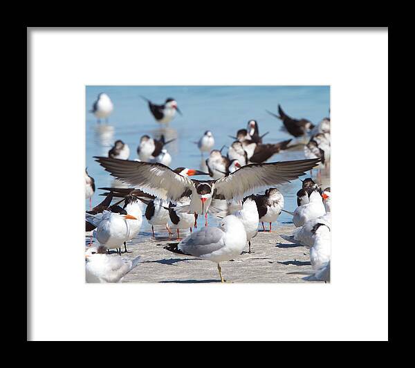 Black Skimmer Framed Print featuring the photograph Skimmer Landing by David Beebe