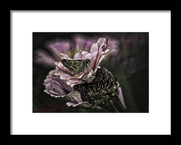 Botanical Gardens Framed Print featuring the photograph Skipper on flower by Donald Brown
