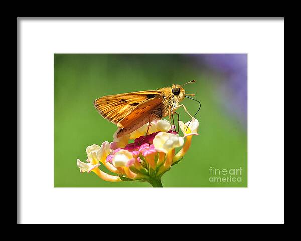 Butterfly Framed Print featuring the photograph Skipper On Lantana by Kathy Baccari