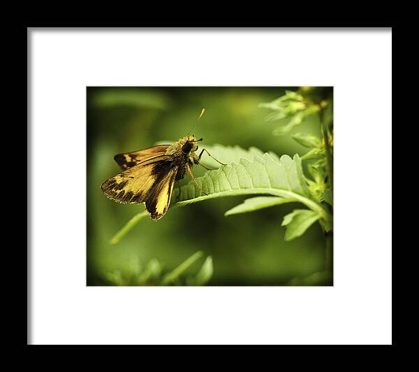 Butterflies Framed Print featuring the photograph Skipper X by Donald Brown