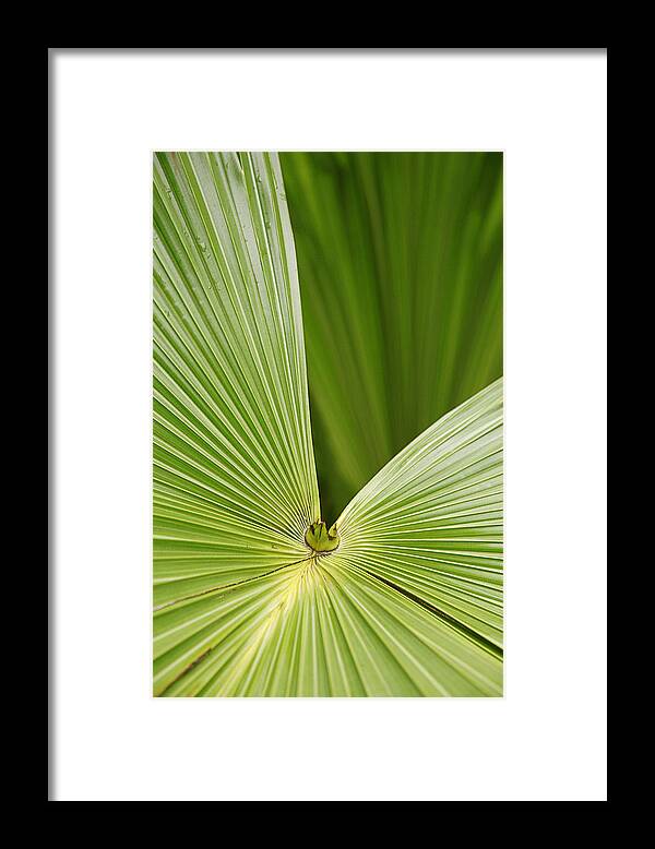 Abstract Framed Print featuring the photograph SKC 0691 Paths of Palm Meeting at a Point by Sunil Kapadia