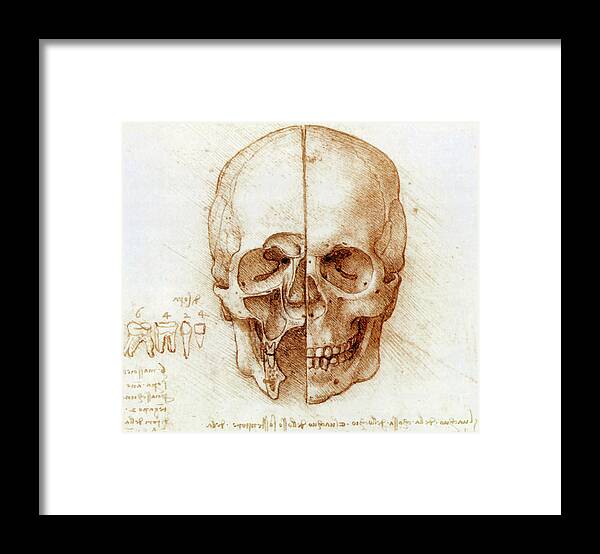 Cranium Framed Print featuring the photograph Skull Anatomy By Leonardo Da Vinci by Sheila Terry
