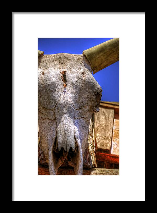 Skull Framed Print featuring the photograph Skull and Horns 21902 by Jerry Sodorff