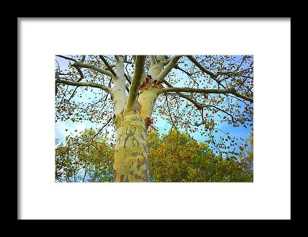 Sycamore Framed Print featuring the photograph Sky High by Kathy Barney