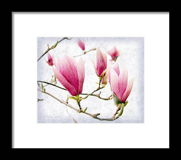 Magnolia Framed Print featuring the photograph Skyward Magnolia Painterly 2 by Andee Design