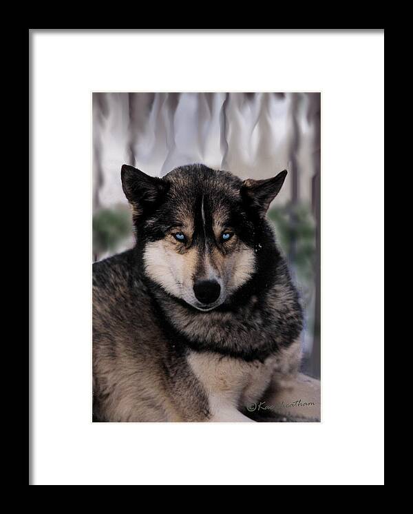 Sled Dog Framed Print featuring the photograph Sled Dog Resting by Kae Cheatham