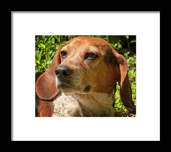 Dog Framed Print featuring the photograph Sleep Is Approaching by Lena Wilhite