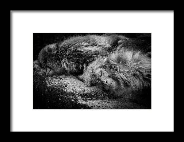 Monkey Framed Print featuring the photograph Sleeping by Akihiro Shibata