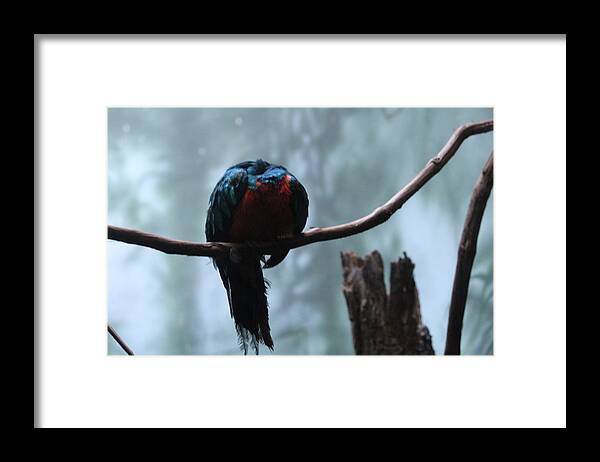 Blue Framed Print featuring the photograph Sleeping blue bird by Denise Cicchella